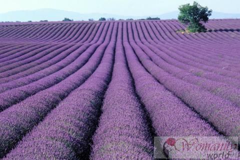 Andere Verwendungen von Lavendel