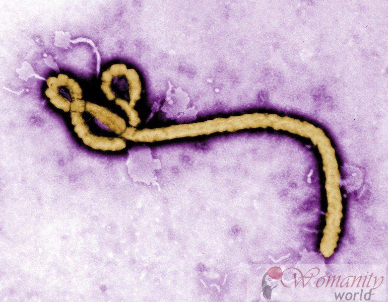 Ebola-virus kan in het sperma jaar en een half blijven.