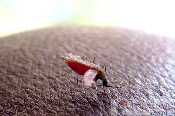 La lutte contre le paludisme progresse, mais les pays les plus touchés sont trop lents