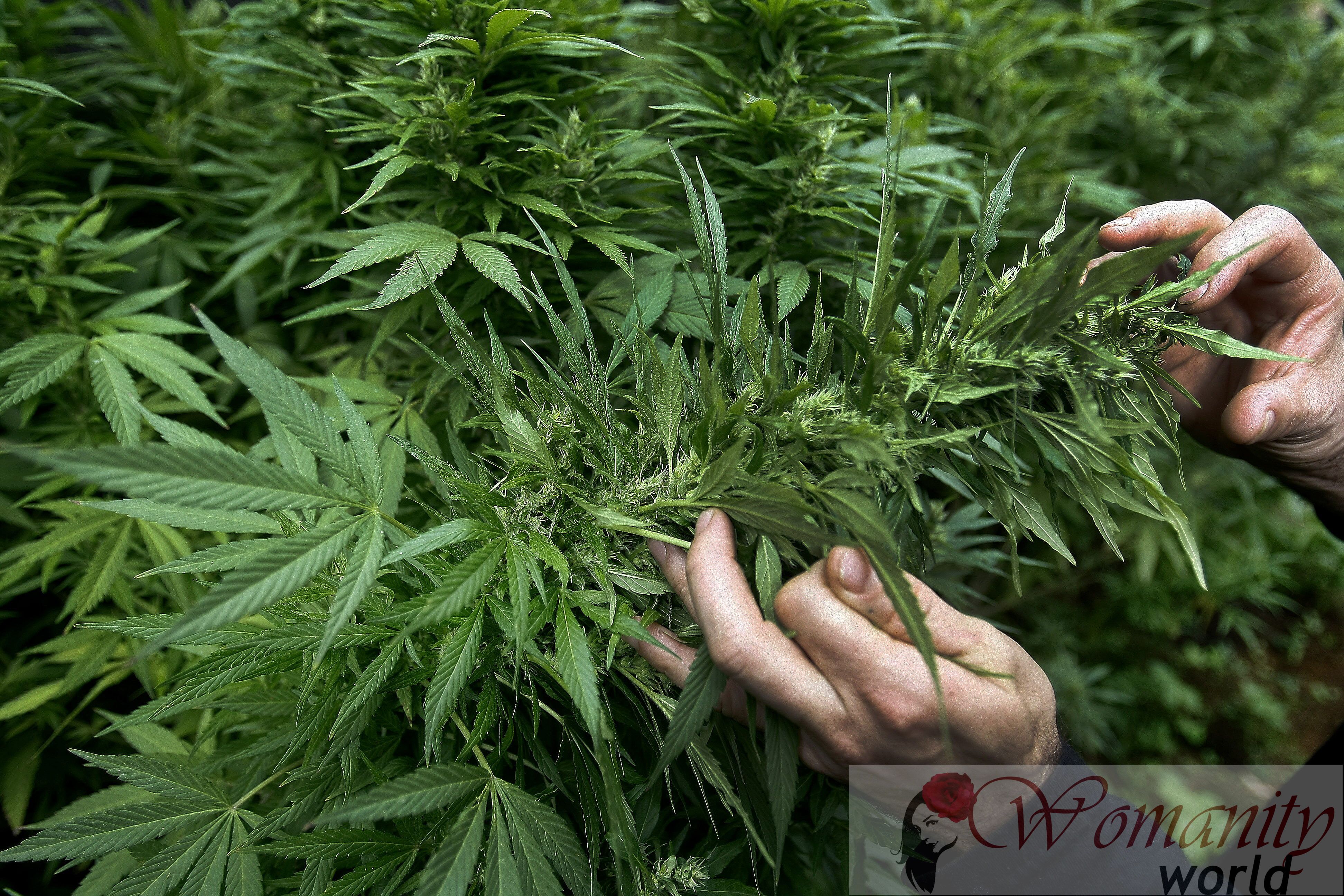 Therapeutische cannabis: Niets te maken met het roken van een joint
