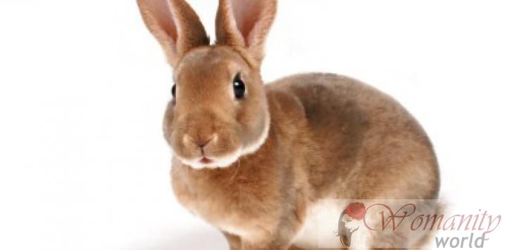 Kaninchenmilch hilft bei kardiovaskulären Erkrankungen
