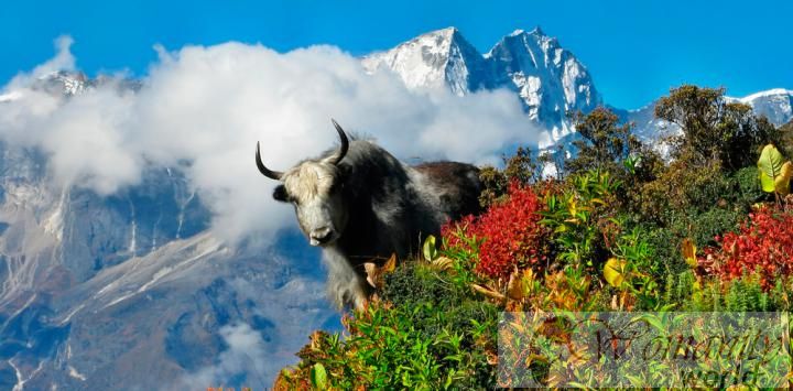 211 Neu im Himalaya entdeckten Arten in den letzten fünf Jahren