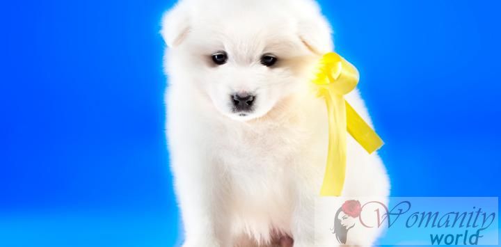 Geel lint op de kraag van een hond Wat betekent het?