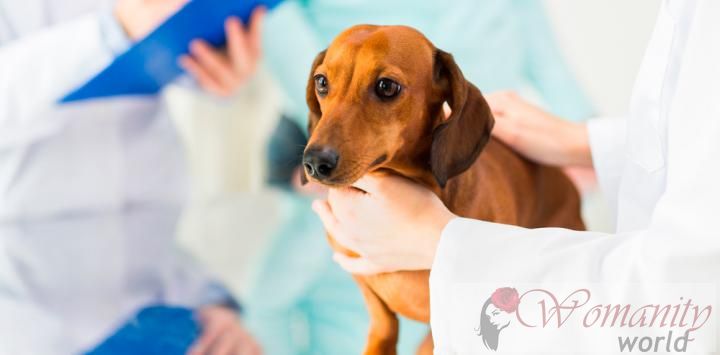 Canine komparativ onkologi, hjelpemiddel kreft hos mennesker