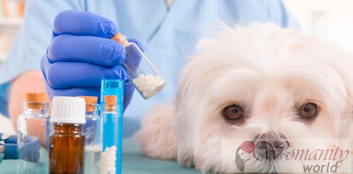 Goedkeuring gehecht aan een nieuw geneesmiddel voor honden lymfoom.