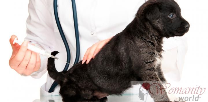 Gentherapie mögliche Lösung für Muskelschwund bei Hunden