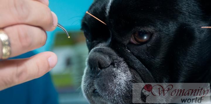 Veterinär-Akupunktur ist wirksam bei unseren Haustieren?