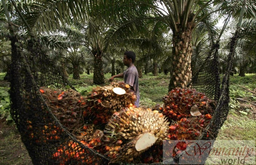 L'huile de palme: La graisse cachée la plus consommée et nuisible