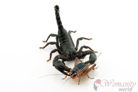 Scorpion alimentaire et de l'hygiène