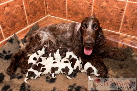 Wanneer de pup spenen.