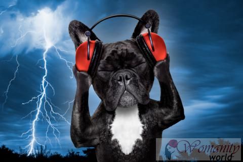 Ursachen der Angst vor Geräuschen bei Hunden