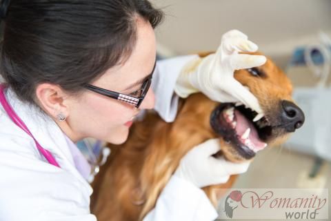 Conséquences d'une mauvaise hygiène dentaire chez les chiens