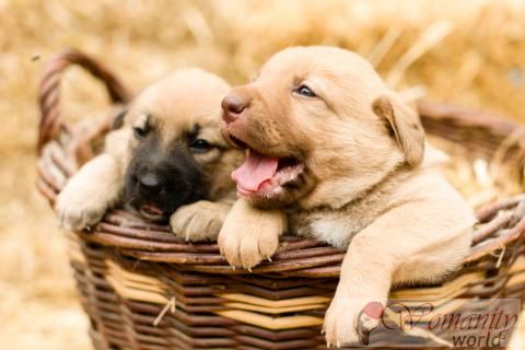 Retriever la santé et la reproduction du Labrador.