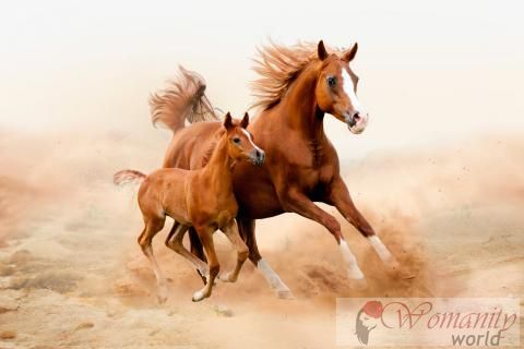 La santé et la reproduction de cheval arabe