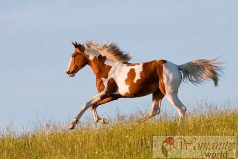 Oorsprong en de kenmerken Pinto Paard