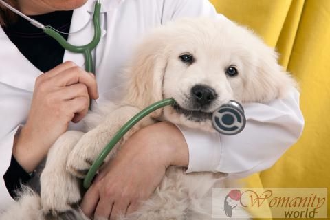 Herkunft und Arten von Herzerkrankungen bei Hunden