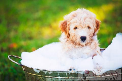 Waarom is het belangrijk om de hond te baden?