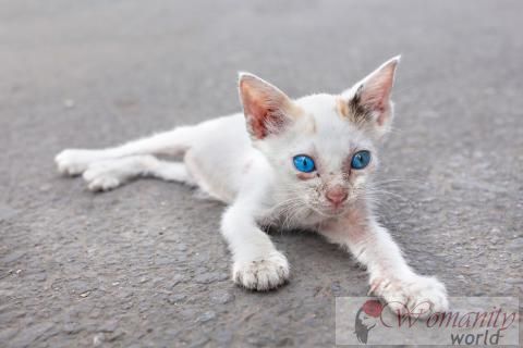 L'anémie chez les chats: ce qu'elle est et comment il est originaire