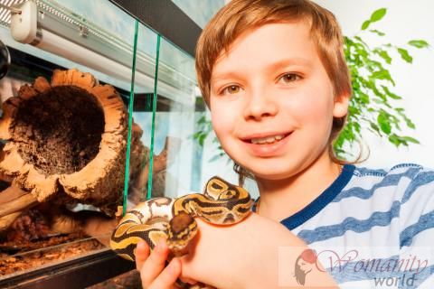 Basic tips over de verzorging van een slang in uw huis