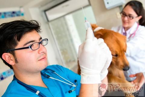 Blutspende unter Haustieren: Anwendungen, Vorteile und Anforderungen