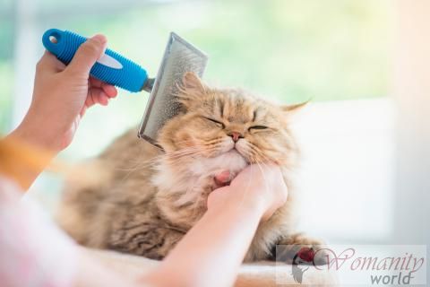Katze Haartypen: welche Pflege sie brauchen