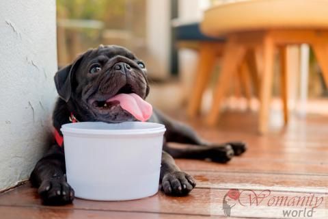 Les causes et les signes de déshydratation chez les chiens