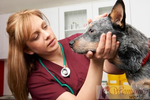 Diagnose der kognitiven Dysfunktion Syndrom bei Hunden