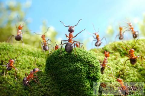 Mieren als huisdieren