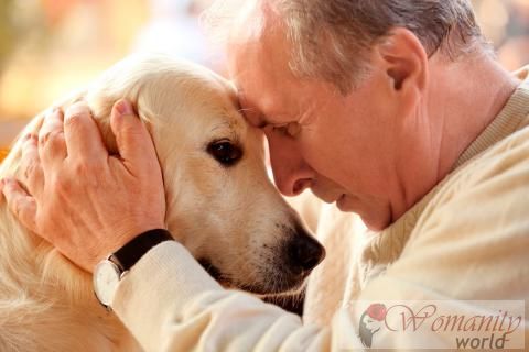 Symptomen te identificeren als uw hond lijdt aan Alzheimer