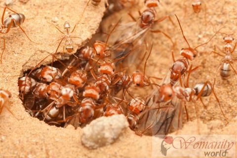 Tipps für eine Ameisenfarm zu halten