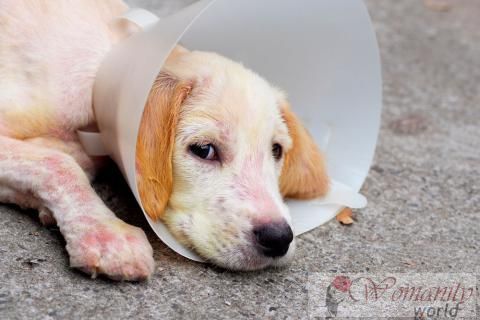 Behandlung und Pflege Hund mit Krätze