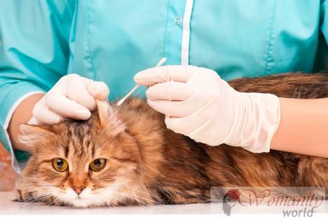 Behandlung und Prävention von Otitis bei Hunden und Katzen