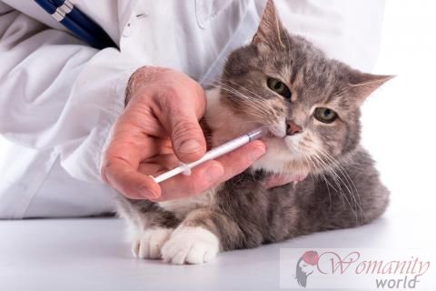 Die Behandlung von Anämie und wie zu verhindern Katze