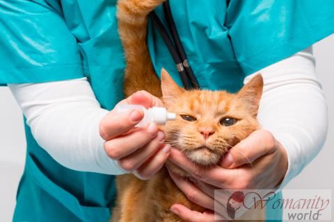 Behandeling van conjunctivitis bij katten