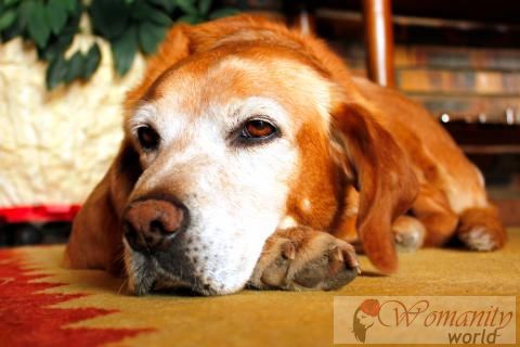 Wat is cognitieve dysfunction syndrome, of honden Alzheimer