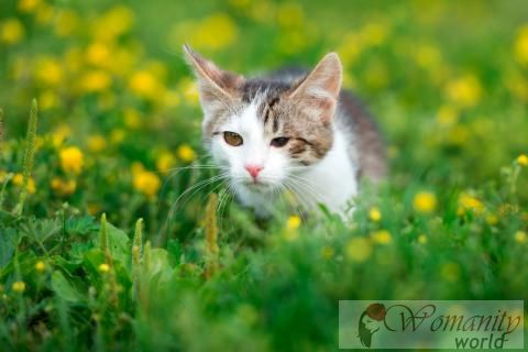 Quelle est la conjonctivite chez les chats et les causes