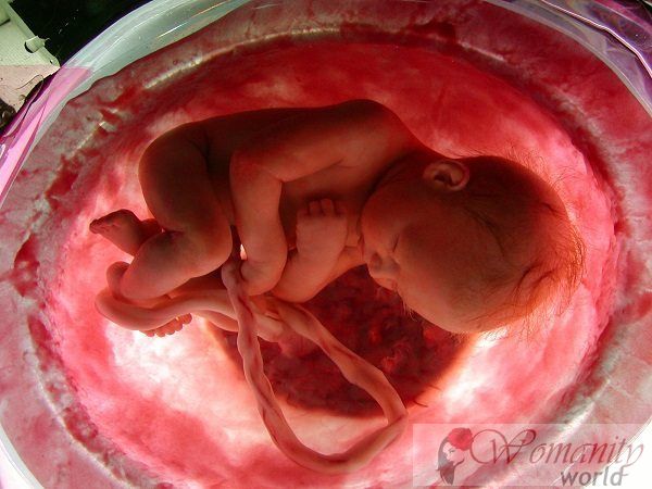 Spécimen de l'enfant à l'utérus artificiel