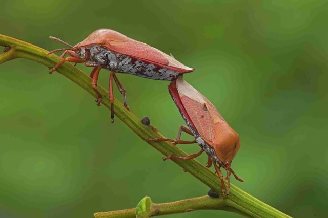 6 typer av insekter du kan äta
