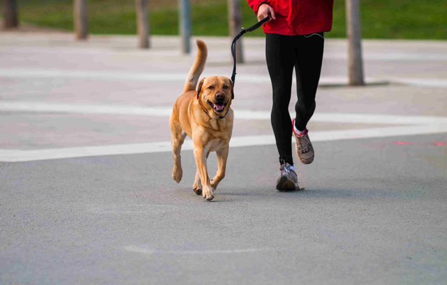 Tips för att köra med din hund