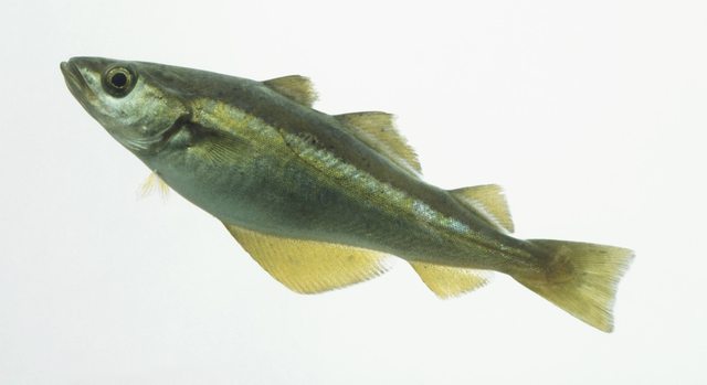 Fisk och skaldjur för att undvika kvicksilver