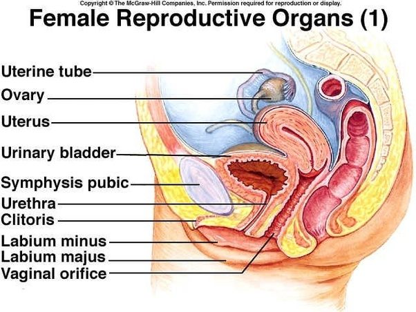 Fa sesso anale causare la gravidanza