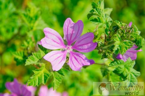 Ce qui Mallow et actifs principes.