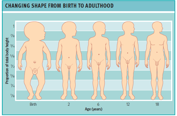 Bis wir erwachsen sind, sind unsere Schädel +/- 12% der Körpergröße, währen...