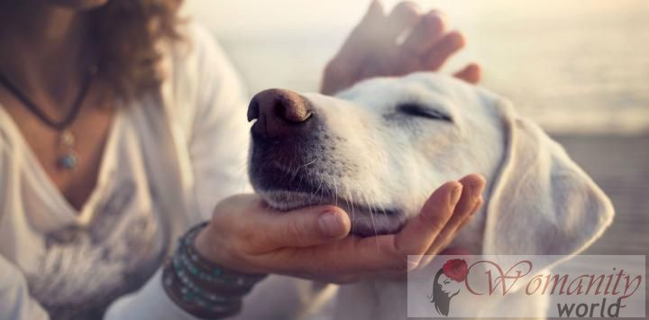 Honden de voorkeur aan de genegenheid van hun eigen voedsel naar