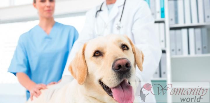 Cani addestrati per rilevare il cancro alla prostata