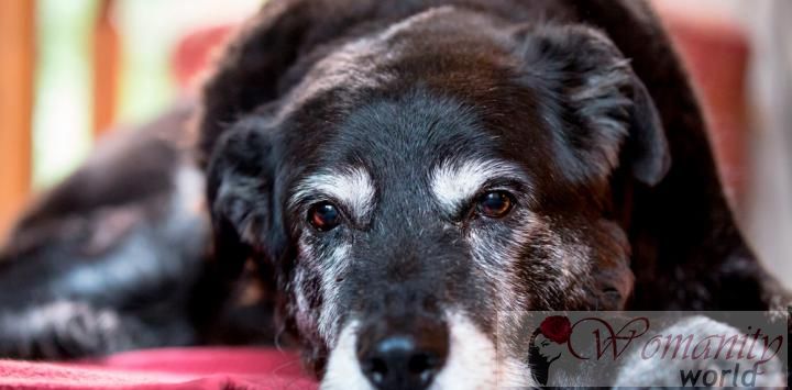 Stress wird Ihr Hund wird vorzeitig grau gehen.