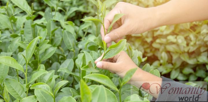 Un componente del tè verde migliora i sintomi dei bambini con FASD