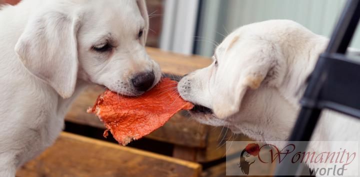 I cani hanno un comportamento prosociale, condividi il cibo con gli altri cani