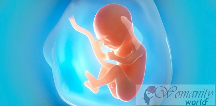 Il sistema immunitario del feto funziona dal secondo trimestre