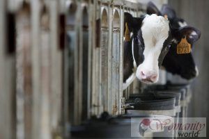 Djurmjölk, högkvalitativt protein mycket högre än de för anläggning ursprung